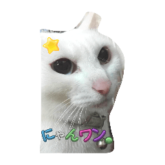 nekosan_20240711211542