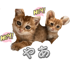 cat_20240711203909