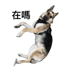 Ari the cute dog