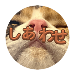 Ozouni_20240711210427