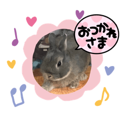 rabbit_20240711234700