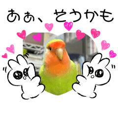 コザクラインコのうめちゃん5