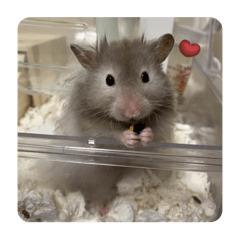 Ichifam_20240712080845