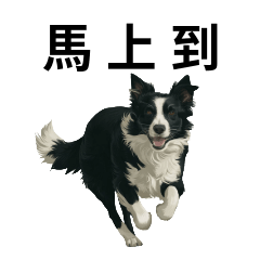 邊境牧羊犬的日常啦!