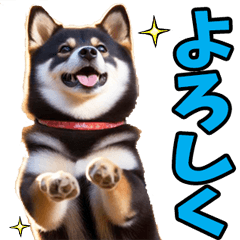 リアル☆黒柴犬