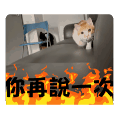 跟著奶茶動次動