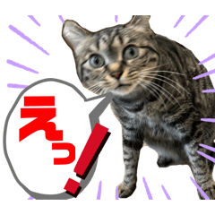 kurogoma_20240712233208