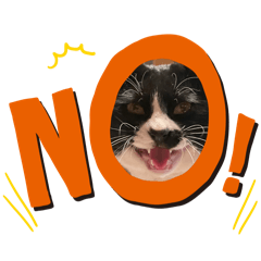 Moo_20240712174353