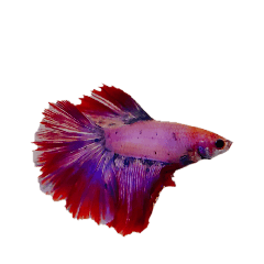 Betta_20240712210714