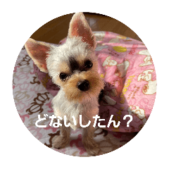 愛犬スたンぷ らんちゃんver