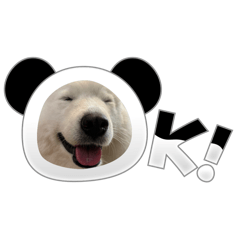 CAT SMILE_20240714123729