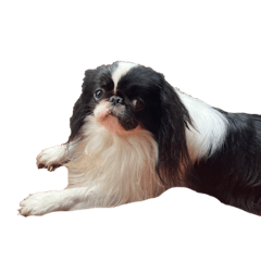 Japanese Chin (Thai Ver.)