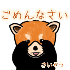 Saizou's lesser panda