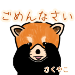 Sakuyako's lesser panda