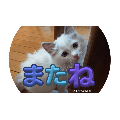 chokochoko_20240713222322