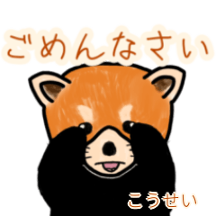 Kousei's lesser panda