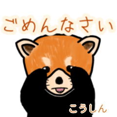 Koushin's lesser panda