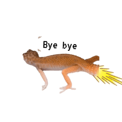 蜥蜴BB