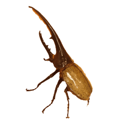 hercules beetle without wording-BIG