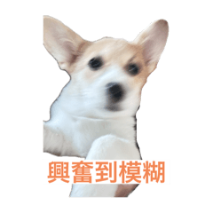 狗子123123