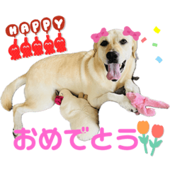 Energetic Labrador Retriever Momochan