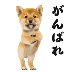 Dancing Shiba dog
