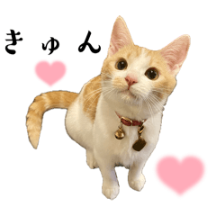 Happy Chacha cat stickers