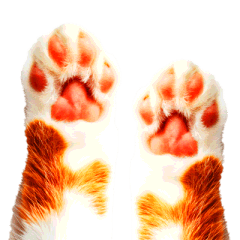 Animation cat paw