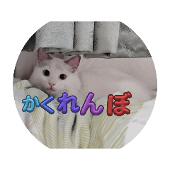 chokochoko_20240714084658