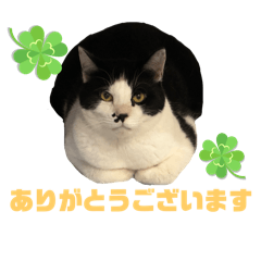 Bicolor cat "Hachi" part5