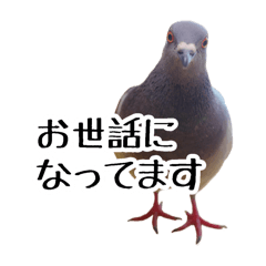 Business pigeon 03