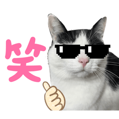 City Cat Pino.ver.3
