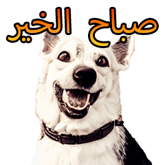 Arabian dogs