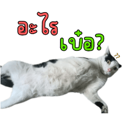 Cat Ma'Ngaw