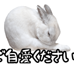 house rabbit,muku