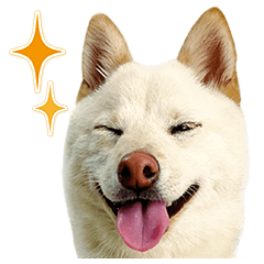 A white Shiba Inu "Koto"