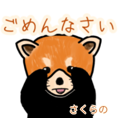 Sakurano's lesser panda