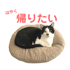 Bicolor cat "Hachi" part6