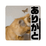kulta_is_a_cat_0403_20240717002006