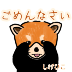 Shigehiko's lesser panda