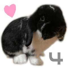 Bunny UNIO Holland Lop Rabbit 33 No.4