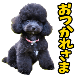 リアル☆ブラックトイプードル