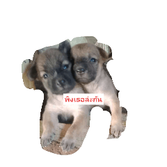 Puppy Lover_20240717121131