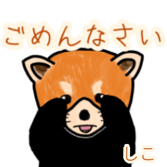 Shiko's lesser panda