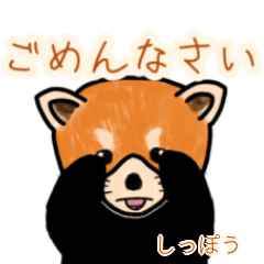 Shippou's lesser panda