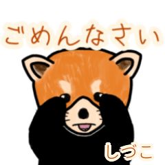 Shiduko's lesser panda