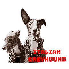 Italian Greyhound&Pomechihua