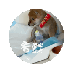從小到大的柴犬