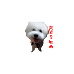 BichonFrise Fukukun