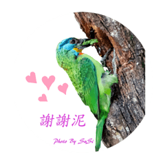 Susi的野鳥樂園